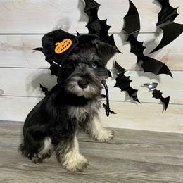 Miniature Schnauzer Puppies from Schnauzers on Robinson Lane