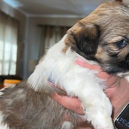 Shih Tzus from Montazu Shih Tzu