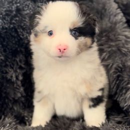 Glacier - Blue merle male Miniature Australian Shepherd puppy in Queen Creek, Arizona from Arizona Aussies