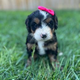 Princess Daisy-Hot Pink - Tri-color female Bernedoodle puppy in Casper, Wyoming from 307 Doodles