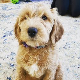 Assorted Doodle Crosses, Bernedoodles, Double Doodles, and Goldendoodles from Walk with Me Doodles