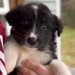 Odin - Boy 4 - Black & white male Miniature Australian Shepherd puppy in Murfreesboro, Tennessee from Norby's Mini Aussies