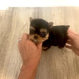Maltese and Yorkshire Terrier Puppies from tatortot pup