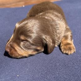 Male 2 - Chocolate and tan male Dachshund puppy in El Campo, Texas from Creamer Creek Kennel