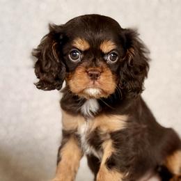 Jill - Chocolate female Cavalier King Charles Spaniel puppy in Sugarcreek, Ohio from Chocolate Cavalier