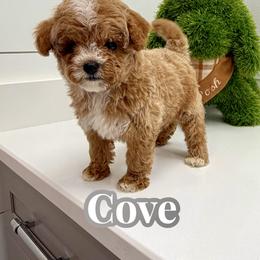 Cove - Red male Cavapoo puppy in Buford, Georgia from Petite Posh Puppies