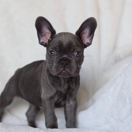 French Bulldog Puppies from Poppy’s Frenchies