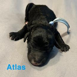 Atlas - Black male Poodle puppy in Little Compton, Rhode Island from Shippee’s Standards