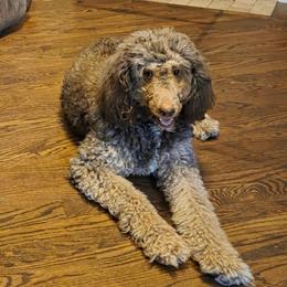 Kiara - Bernedoodle