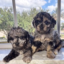 Rosie - Merle female Cockapoo puppy in Ocoee, Florida from Puppie Poos 4 U