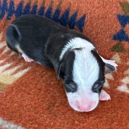 Black Tri Female 2 - Black and tan female American Corgi puppy in Okeechobee, Florida from HotShot Kennels