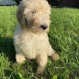 Goldendoodle Puppies from Toneytails Doodles