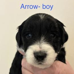 Aussiedoodle Puppies from James Ruby Farms