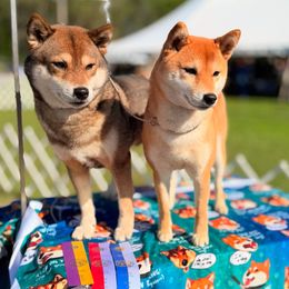 Shiba Inu puppies from Tobitatsu Shiba Inu