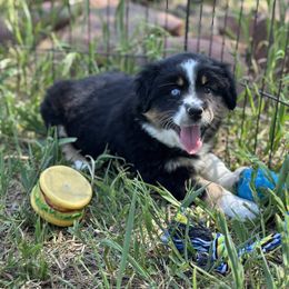 Australian Shepherd Puppies from 5280 Australian Shepherd
