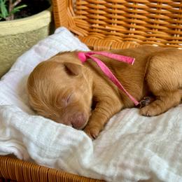 Pink - Red  female Goldendoodle puppy in Hesperia, Michigan from Red Acres Poodles & Doodles