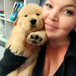 Golden Retriever Puppies from Priderock Golden Retrievers