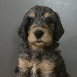 Bernedoodles from Kentucky Bernedoodles