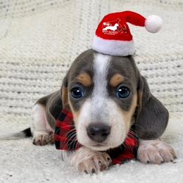 Milo AKC - Blue and tan male Dachshund puppy in South Easton, Massachusetts from Depot Dachsies
