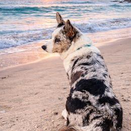 Cardigan Welsh Corgi puppies from Leather & Lace