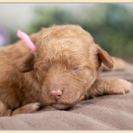 Sedona - Red female Cockapoo puppy in Connersville, Indiana from Deaz Doodle Ranch