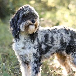 Elsie - Aussiedoodle