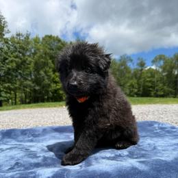 Orange - Black female German Shepherd puppy in Terra Alta, West Virginia from Shepherd Country Farm and Kennels