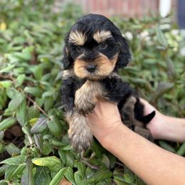 Dancer - Black and tan male Cavapoo puppy in Herriman, Utah from Gypsi Doodles & Poodles LLC.