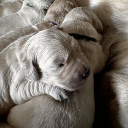Golden Retriever Puppies from High Desert Goldens, LLC
