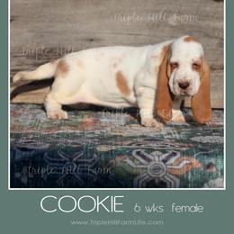 Cookie - Red and white female Basset Hound puppy in Jefferson City, Missouri from Triple Hill Farm
