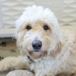Gemma - Goldendoodle