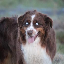 Ryder  - Australian Shepherd