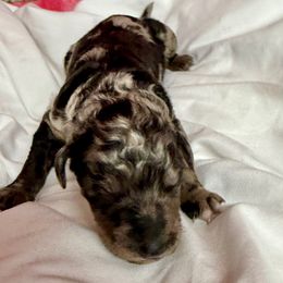 Milo - Blue male Pyredoodle puppy in Willacoochee, Georgia from Kitandkboodle's Doodles