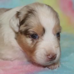 ClaraBelle - Red merle female Australian Shepherd puppy in Granville, Ohio from River Trails Aussies