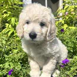 Briar - Cream male Goldendoodle puppy in Hattiesburg, Mississippi from Monicah's Goldendoodles