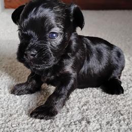 Forrest - Red sable male Havanese puppy in Kinston, North Carolina from Court Jester Havanese and Russian Salon Dogs