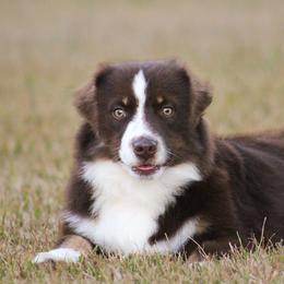 Brady - Red tri-color male Miniature American Shepherd puppy in Palacios, Texas from Coastal’s Miniature American Shepherds