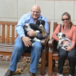 Australian Shepherd Puppies from Highline