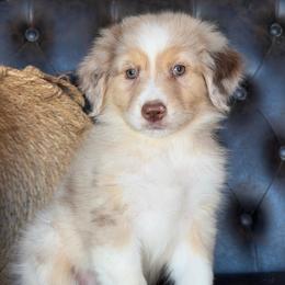 Sophie- Has Tail and Videos - Red merle female Australian Shepherd puppy in Troy, South Carolina from Lana Corley- Australian Shepherds of 3/W Farms