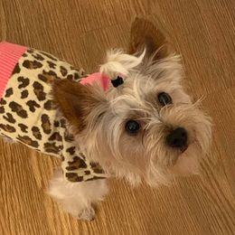Yorkshire Terriers from Savvy Pups