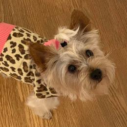 Yorkshire Terriers from Savvy Pups