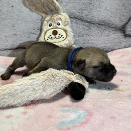 Bunny - Yellow female Black Mouth Cur puppy in Warsaw, Missouri from Heritage Cow Dogs