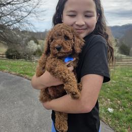 Bernedoodle, Goldendoodle, and Poodle Puppies from 4goldendoodles