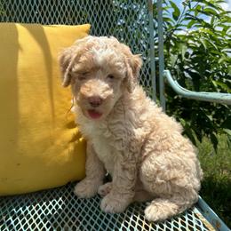Brown - Cream male Goldendoodle puppy in Seguin, Texas from Dude Ranch Doodles