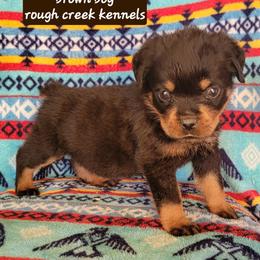 Brown boy - Black and mahogany male Rottweiler puppy in Custer County, Oklahoma from Rough Creek Kennels