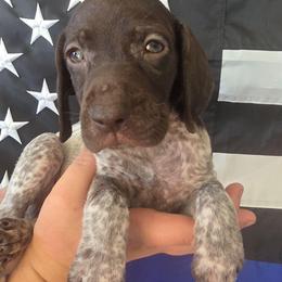 Sprinkles Girl  1 - Liver roan female German Shorthaired Pointer puppy in Banning, California from ⭐🦆 So Cal on Point GSP'S🇺🇲🇩🇪 lg