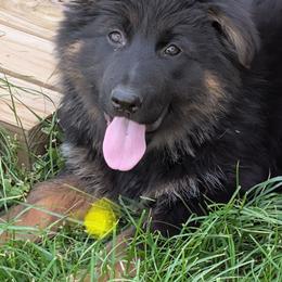Yellow - Black and red female German Shepherd puppy in Stuarts Draft, Virginia from Shengulli Shepherds