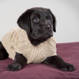 Labrador Retriever Puppies from van Dalen Labradors