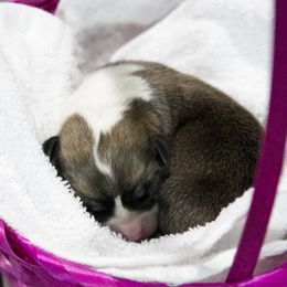 Pembroke Welsh Corgi Puppies from Cosmere Corgis