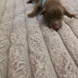 Light blue - Chocolate male Labrador Retriever puppy in Bartlett, Tennessee from Red Hearts Labradors